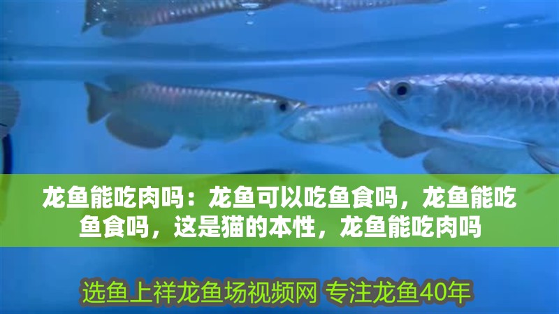龍魚能吃肉嗎：龍魚可以吃魚食嗎，龍魚能吃魚食嗎，這是貓的本性，龍魚能吃肉嗎