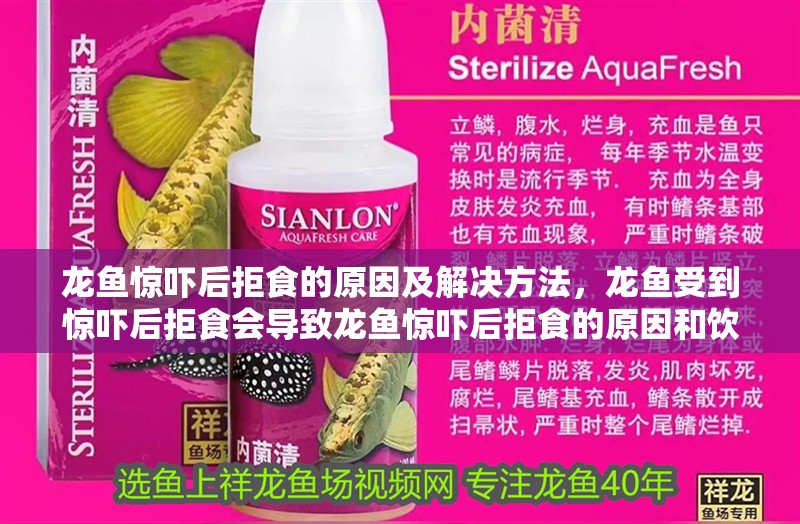 龍魚驚嚇后拒食的原因及解決方法，龍魚受到驚嚇后拒食會導致龍魚驚嚇后拒食的原因和飲食習性