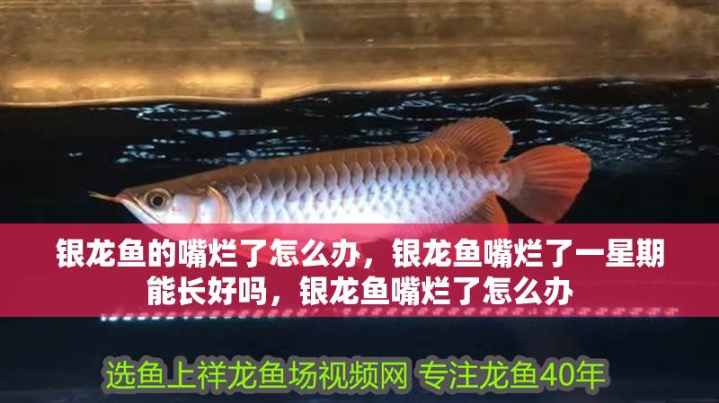 銀龍魚的嘴爛了怎么辦，銀龍魚嘴爛了一星期能長好嗎，銀龍魚嘴爛了怎么辦