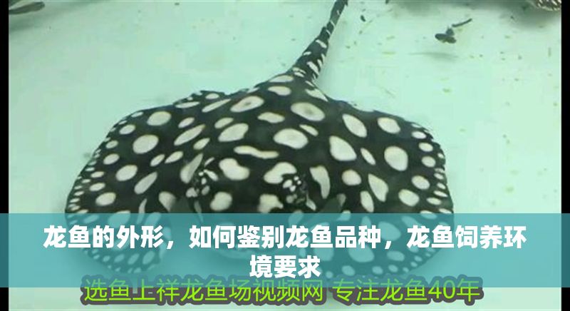 龍魚的外形，如何鑒別龍魚品種，龍魚飼養環境要求