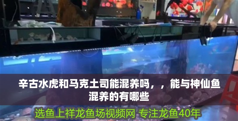 辛古水虎和馬克土司能混養嗎，，能與神仙魚混養的有哪些