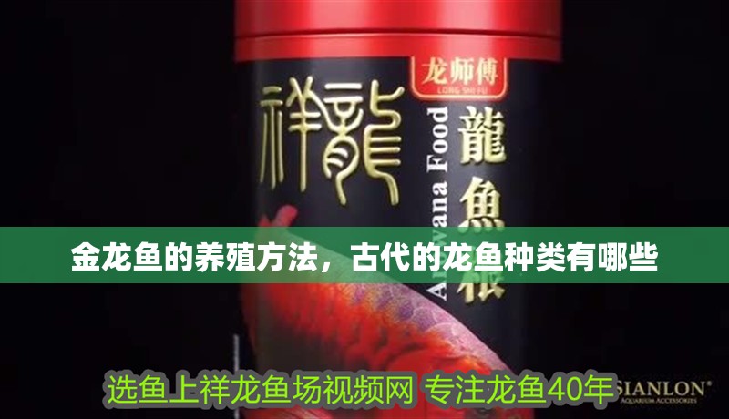 金龍魚的養殖方法，古代的龍魚種類有哪些