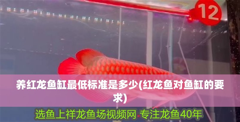 養紅龍魚缸最低標準是多少(紅龍魚對魚缸的要求)