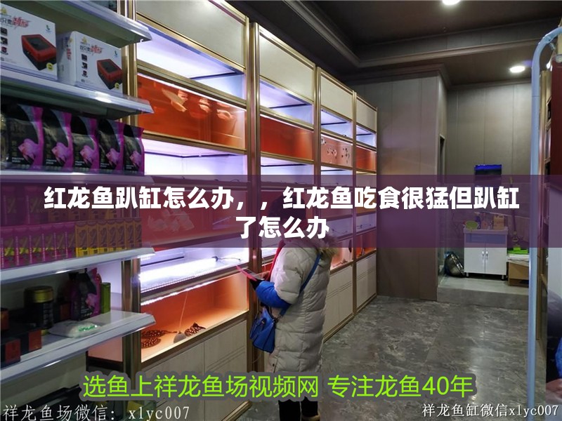 紅龍魚趴缸怎么辦，，紅龍魚吃食很猛但趴缸了怎么辦