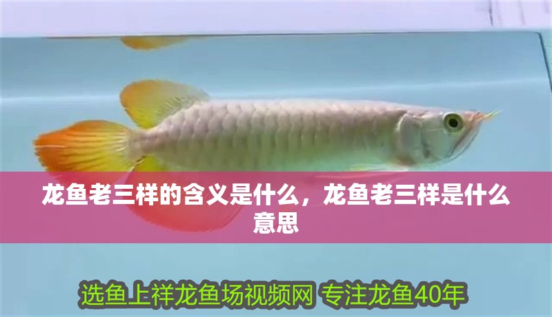 龍魚(yú)老三樣的含義是什么，龍魚(yú)老三樣是什么意思