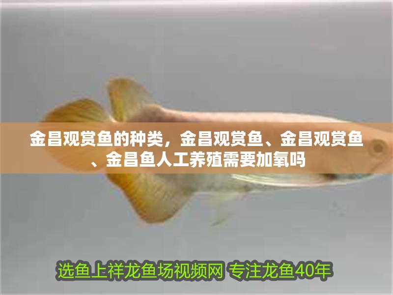 <strong><mark>金昌</mark></strong>觀賞魚的種類，<strong><mark>金昌</mark></strong>觀賞魚、<strong><mark>金昌</mark></strong>觀賞魚、<strong><mark>金昌</mark></strong>魚人工養殖需要加氧嗎