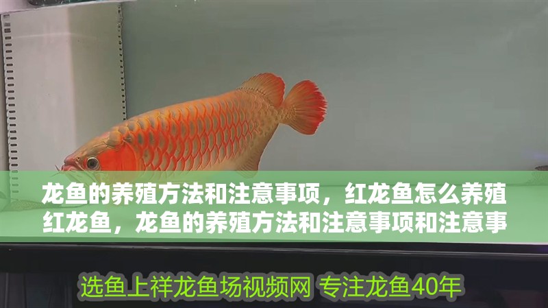 龍魚的養殖方法和注意事項，紅龍魚怎么養殖紅龍魚，龍魚的養殖方法和注意事項和注意事項
