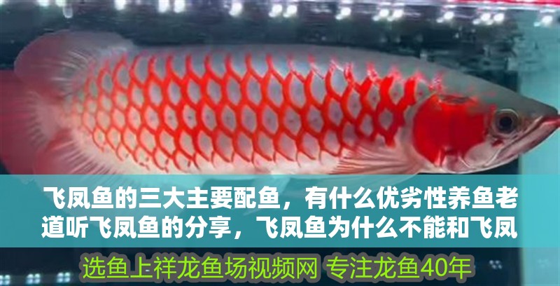 飛鳳魚的三大主要配魚，有什么優(yōu)劣性養(yǎng)魚老道聽飛鳳魚的分享，飛鳳魚為什么不能和飛鳳魚混養(yǎng)