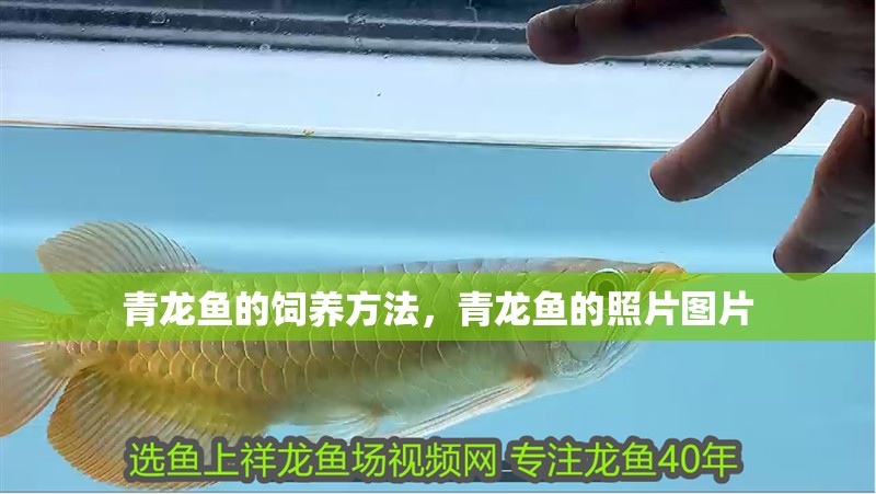 青龍魚的飼養(yǎng)方法，青龍魚的照片圖片