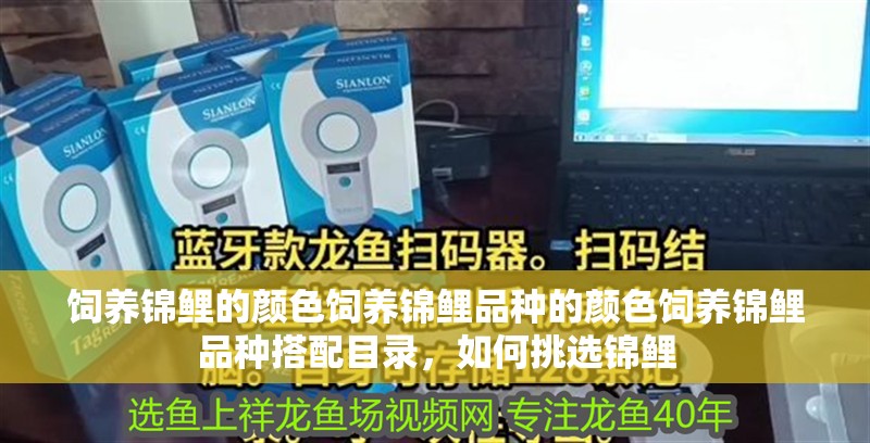 飼養(yǎng)錦鯉的顏色飼養(yǎng)錦鯉品種的顏色飼養(yǎng)錦鯉品種搭配目錄，如何挑選錦鯉