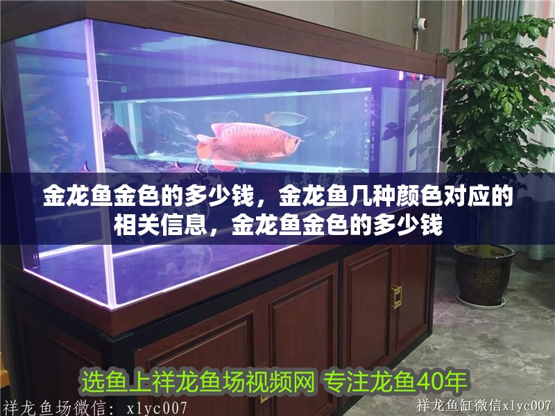 金龍魚金色的多少錢，金龍魚幾種顏色對應的相關信息，金龍魚金色的多少錢