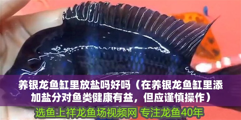 養銀龍魚缸里放鹽嗎好嗎（在養銀龍魚缸里添加鹽分對魚類健康有益，但應謹慎操作）