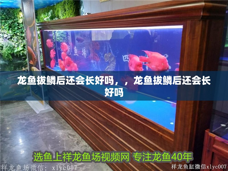 龍魚拔鱗后還會長好嗎，，龍魚拔鱗后還會長好嗎