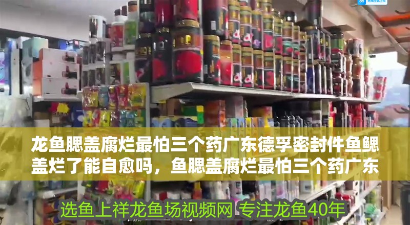 龍魚腮蓋腐爛最怕三個藥廣東德孚密封件魚鰓蓋爛了能自愈嗎，魚腮蓋腐爛最怕三個藥廣東德孚密封件魚鰓蓋爛了能自愈嗎 龍魚腮蓋腐爛最怕三個藥廣東德孚密封件魚鰓蓋爛了能自愈嗎，魚腮蓋腐爛最怕三個藥廣東德孚密封件魚鰓蓋爛了能自愈嗎 觀賞魚百科 第5張