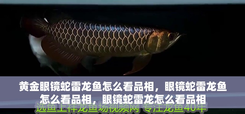 黃金眼鏡蛇雷龍魚怎么看品相，眼鏡蛇雷龍魚怎么看品相，眼鏡蛇雷龍怎么看品相