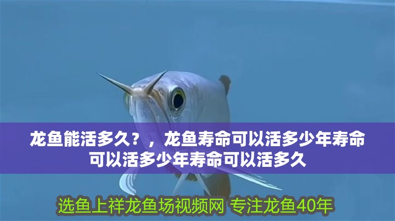 龍魚能活多久？，龍魚壽命可以活多少年壽命可以活多少年壽命可以活多久