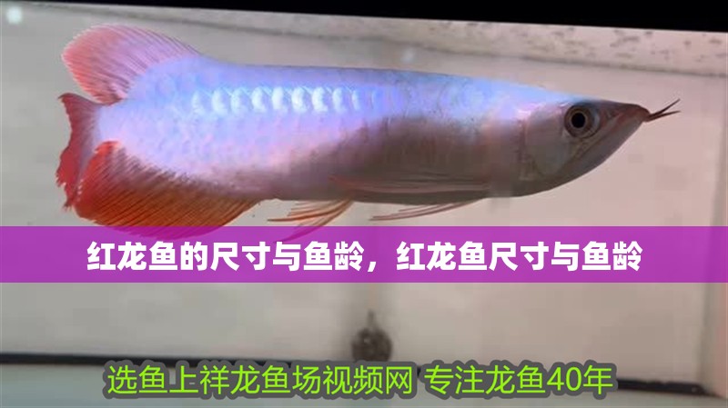 紅龍魚的尺寸與魚齡，紅龍魚尺寸與魚齡