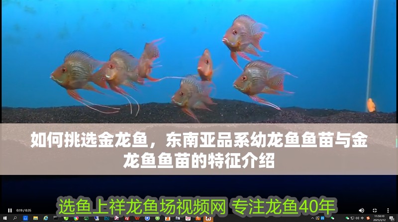 如何挑選金龍魚(yú)，東南亞品系幼龍魚(yú)魚(yú)苗與金龍魚(yú)魚(yú)苗的特征介紹