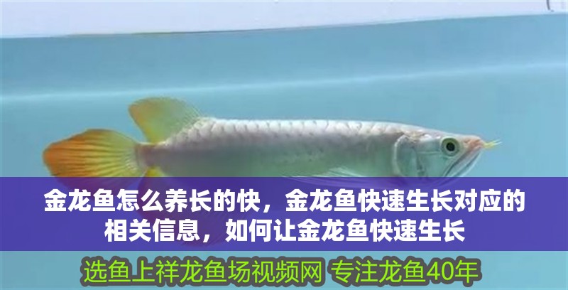 金龍魚怎么養長的快，金龍魚快速生長對應的相關信息，如何讓金龍魚快速生長