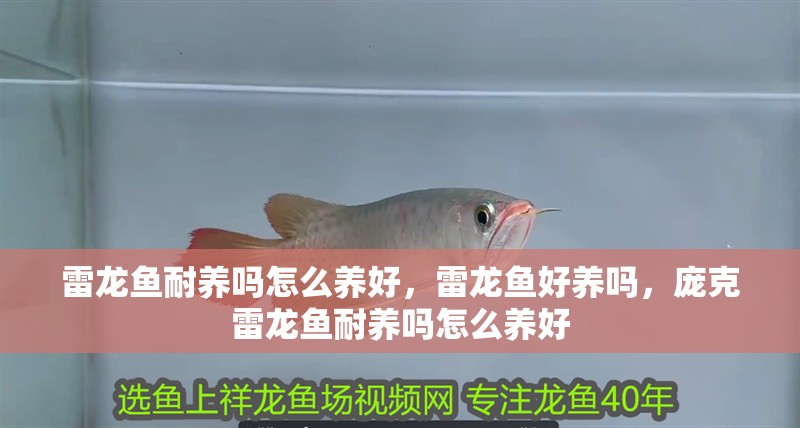 雷龍魚耐養嗎怎么養好，雷龍魚好養嗎，龐克雷龍魚耐養嗎怎么養好