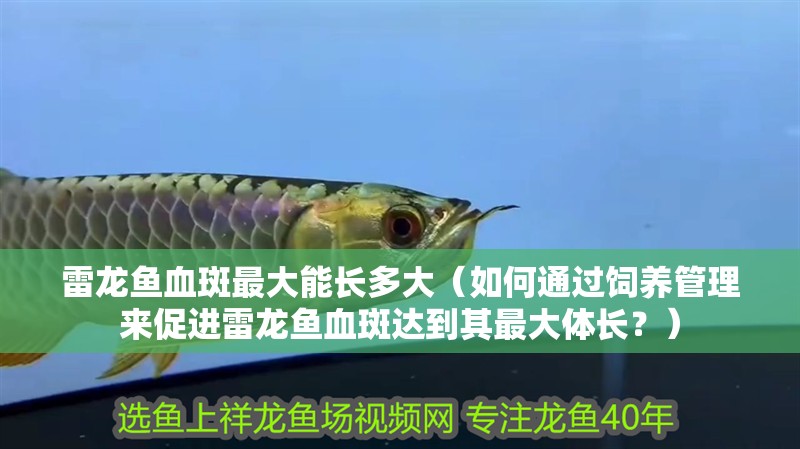 雷龍魚血斑最大能長多大（如何通過飼養管理來促進雷龍魚血斑達到其最大體長？）