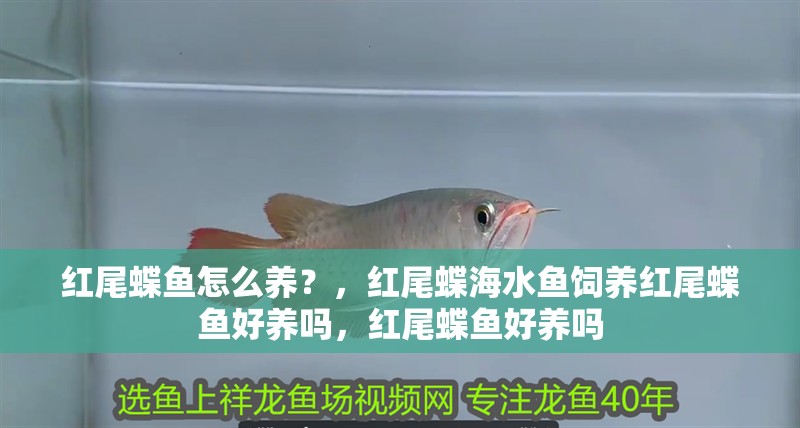 紅尾蝶魚怎么養(yǎng)？，紅尾蝶海水魚飼養(yǎng)紅尾蝶魚好養(yǎng)嗎，紅尾蝶魚好養(yǎng)嗎