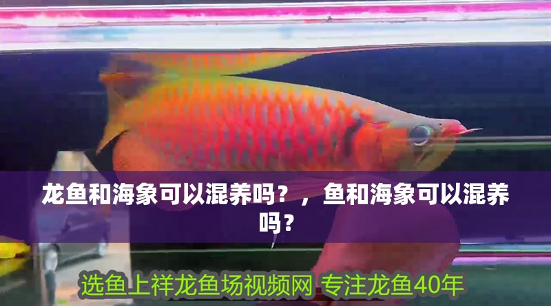 龍魚和海象可以混養嗎？，魚和海象可以混養嗎？