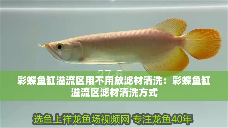 彩蝶魚缸溢流區用不用放濾材清洗：彩蝶魚缸溢流區濾材清洗方式