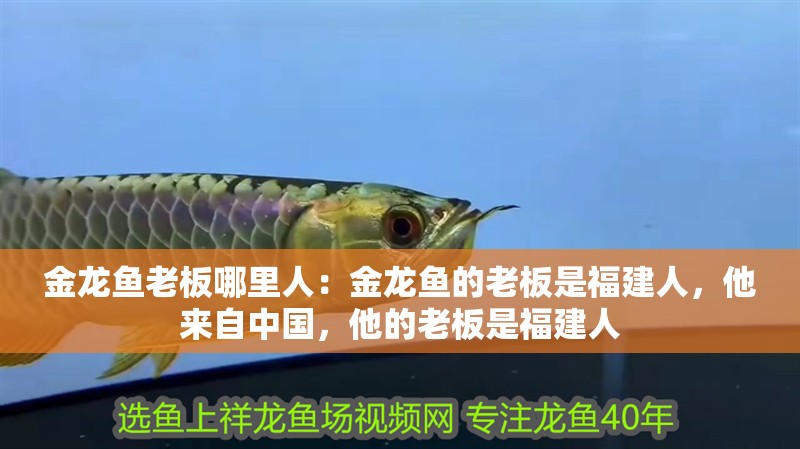 金龍魚老板哪里人：金龍魚的老板是福建人，他來自中國，他的老板是福建人
