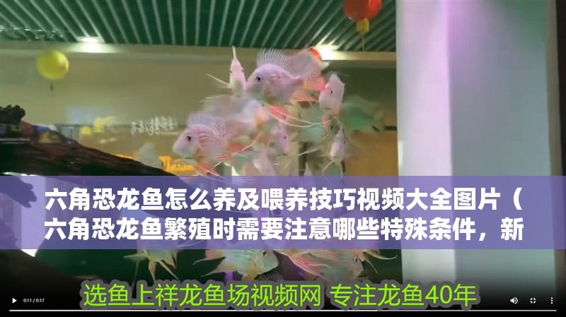 六角恐龍魚(yú)怎么養(yǎng)及喂養(yǎng)技巧視頻大全圖片（六角恐龍魚(yú)繁殖時(shí)需要注意哪些特殊條件，新手養(yǎng)護(hù)策略）