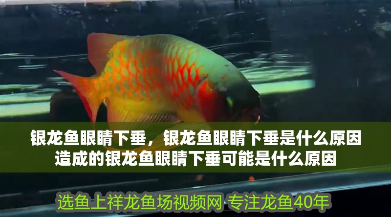 銀龍魚眼睛下垂，銀龍魚眼睛下垂是什么原因造成的銀龍魚眼睛下垂可能是什么原因 銀龍魚眼睛下垂，銀龍魚眼睛下垂是什么原因造成的銀龍魚眼睛下垂可能是什么原因 觀賞魚百科 第2張