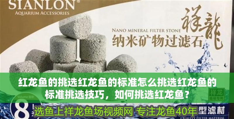 紅龍魚的挑選紅龍魚的標準怎么挑選紅龍魚的標準挑選技巧，如何挑選紅龍魚？
