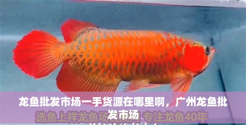 龍魚批發市場一手貨源在哪里啊，廣州龍魚批發市場