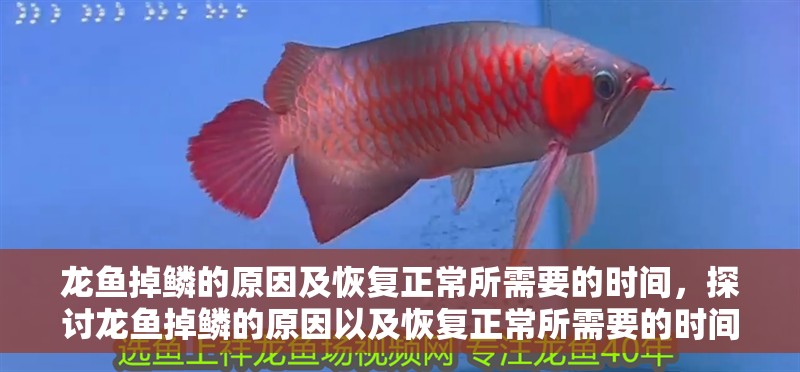 龍魚掉鱗的原因及恢復正常所需要的時間，探討龍魚掉鱗的原因以及恢復正常所需要的時間