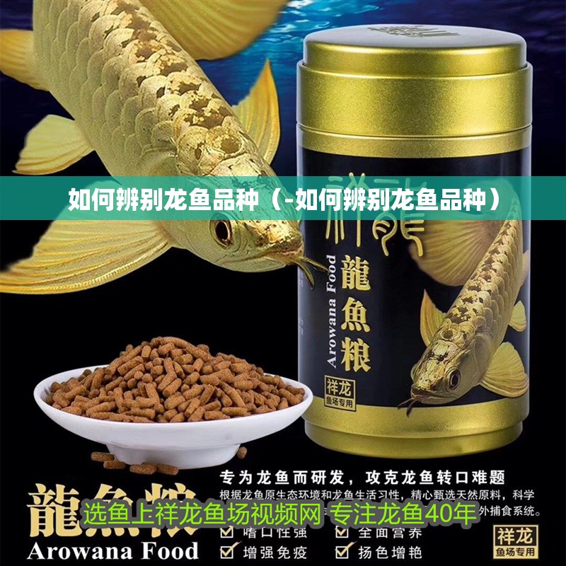 如何辨別龍魚品種（-如何辨別龍魚品種）