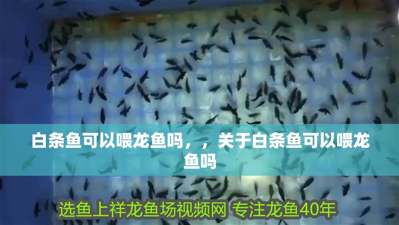 白條魚可以喂龍魚嗎，，關于白條魚可以喂龍魚嗎