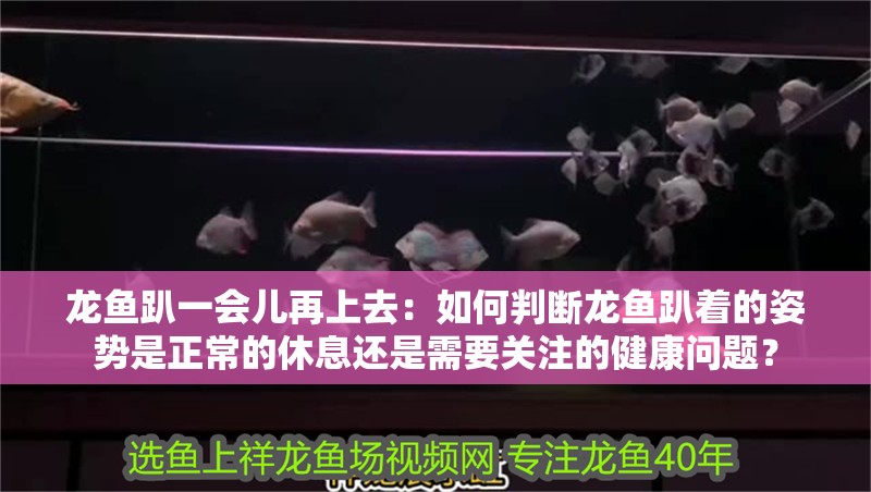 龍魚趴一會兒再上去：如何判斷龍魚趴著的姿勢是正常的休息還是需要關注的健康問題？