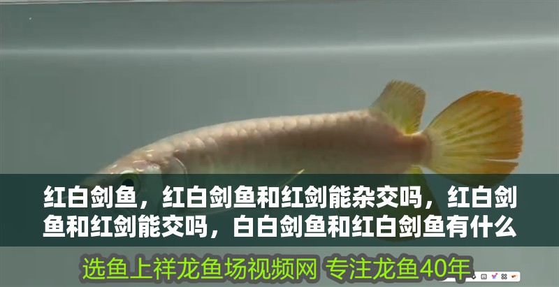 紅白劍魚，紅白劍魚和紅劍能雜交嗎，紅白劍魚和紅劍能交嗎，白白劍魚和紅白劍魚有什么區別？