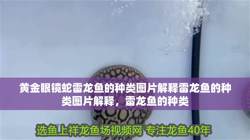 黃金眼鏡蛇雷龍魚的種類圖片解釋雷龍魚的種類圖片解釋，雷龍魚的種類