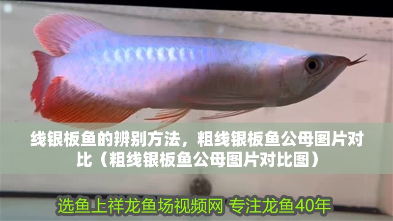 線銀板魚的辨別方法，粗線銀板魚公母圖片對比（粗線銀板魚公母圖片對比圖）