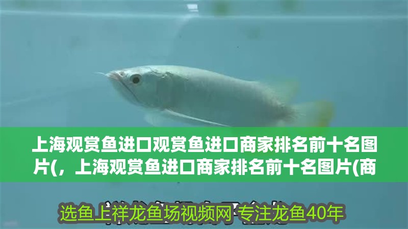 上海觀賞魚進口觀賞魚進口商家排名前十名圖片(，上海觀賞魚進口商家排名前十名圖片(商家排名前十名