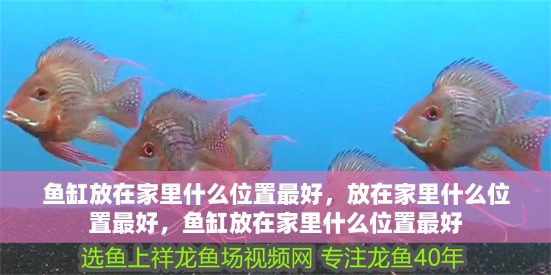 魚(yú)缸放在家里什么位置最好，放在家里什么位置最好，魚(yú)缸放在家里什么位置最好