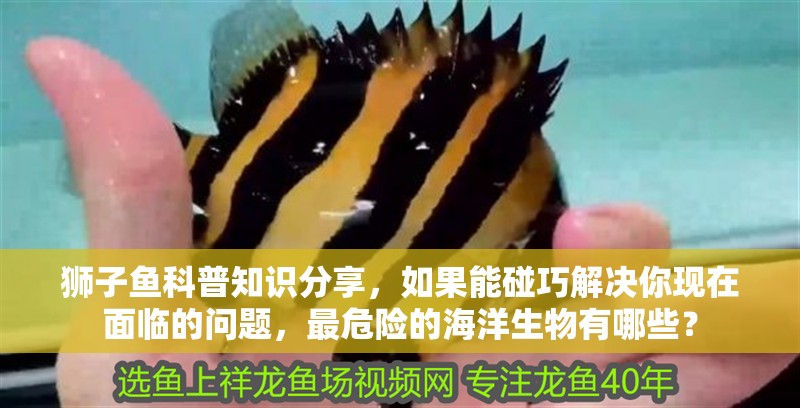 獅子魚科普知識分享，如果能碰巧解決你現在面臨的問題，最危險的海洋生物有哪些？
