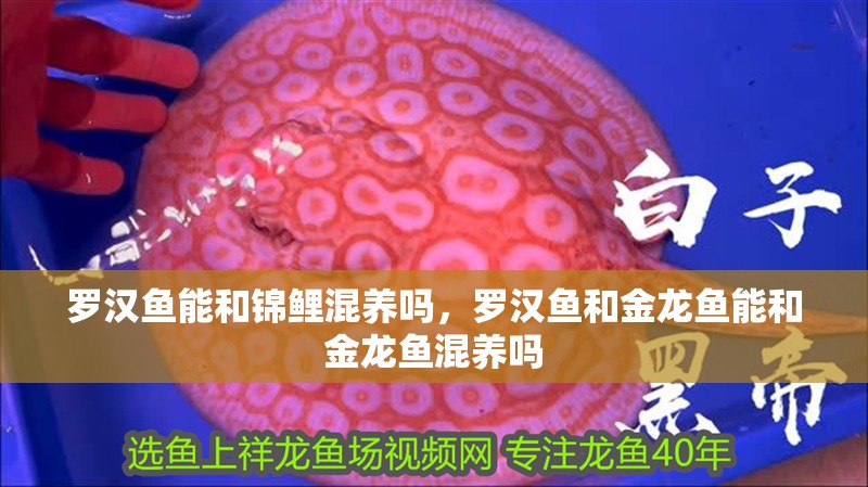 羅漢魚能和錦鯉混養(yǎng)嗎，羅漢魚和金龍魚能和金龍魚混養(yǎng)嗎