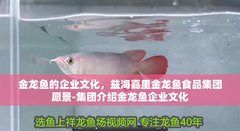 金龍魚的企業文化，益海嘉里金龍魚食品集團愿景-集團介紹金龍魚企業文化