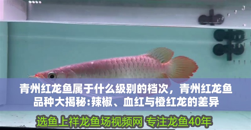 青州紅龍魚屬于什么級別的檔次，青州紅龍魚品種大揭秘:辣椒、血紅與橙紅龍的差異