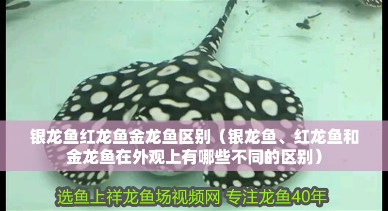 銀龍魚紅龍魚金龍魚區(qū)別（銀龍魚、紅龍魚和金龍魚在外觀上有哪些不同的區(qū)別）
