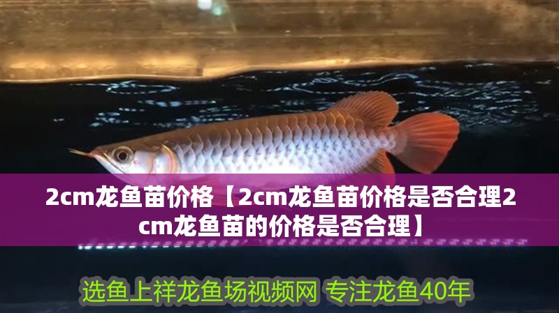 2cm龍魚苗價格【2cm龍魚苗價格是否合理2cm龍魚苗的價格是否合理】
