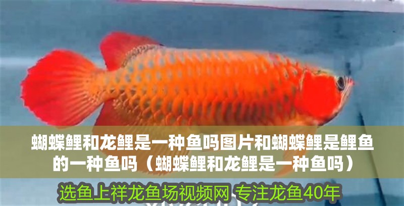 蝴蝶鯉和龍鯉是一種魚嗎圖片和蝴蝶鯉是鯉魚的一種魚嗎（蝴蝶鯉和龍鯉是一種魚嗎）