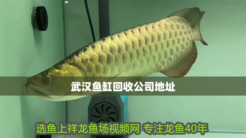 武漢魚缸回收公司地址